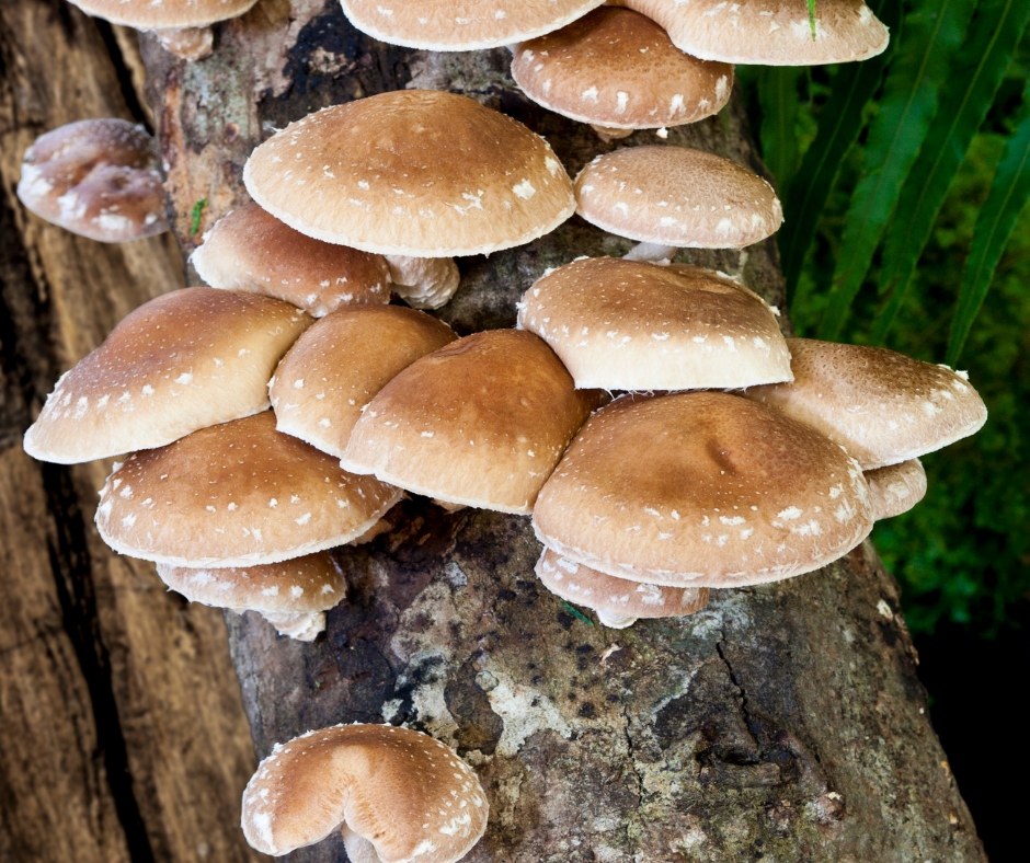 how to grow shiitake mushrooms