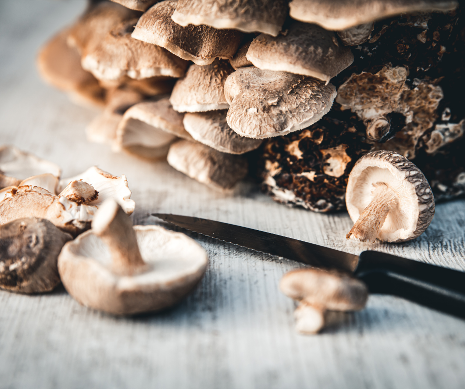 how to grow oyster mushroom